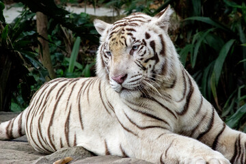 White Tiger