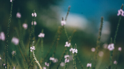 grass and flowers