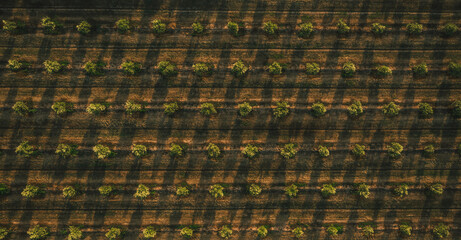 Top down drone shot of trees in a symmetrical pattern with dramatic shadows