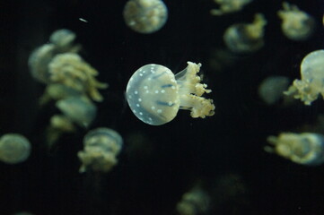 Jellyfish