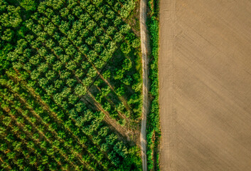 Top down drone shot of trees in a symmetrical pattern next to an beige cultivated field