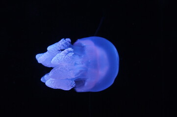 Jellyfish