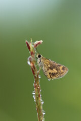 skipper insect macro 