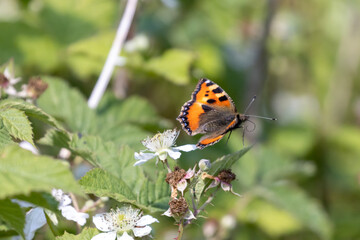 A small tortoiseshell butterfly takes flight