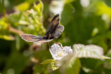 A Meadow Brown butterfly launches into flight