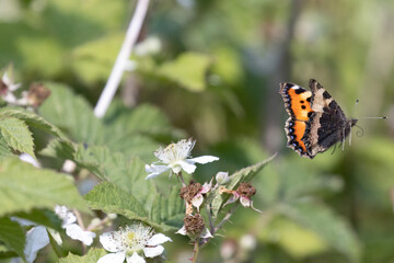 A Small Tortoiseshell Butterfly launches into flight