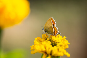 Macro image of a butterfly on a marigold flower. 