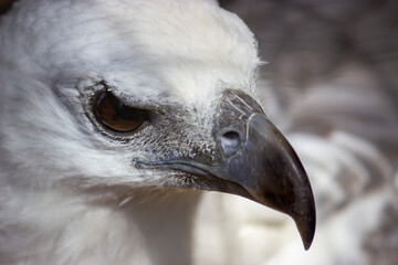Up close on the eagle