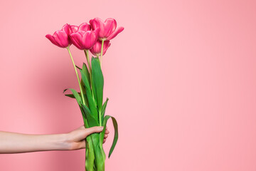 Female arm holds a bouquet of pink tulips isolated on a light pink background, copy space, happy...