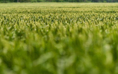 a touch of golden sunset on a new field of crops
