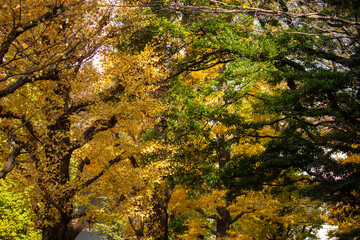 Colours of the Japanese landscape