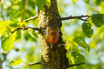 Natural gum detection on branch of apricot tree, close up. Apricot orange resin, amber pitch on bark of fruit tree trunk. Solid tree sap. Tear of gum resin  illuminated by sun