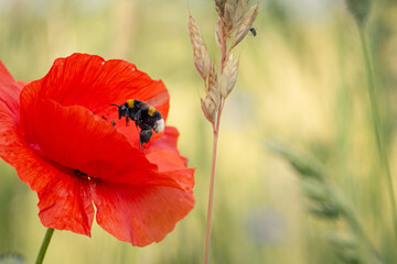 Hummel im Mohnfeld