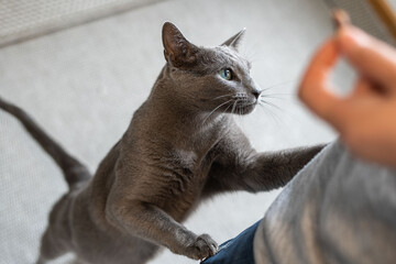 Hungry Russian blue cat begs for treats
