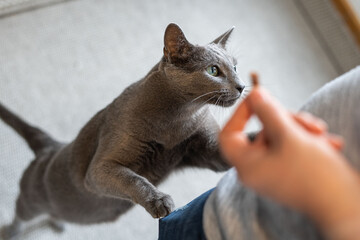 Hungry Russian blue cat begs for treats