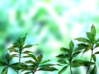 Green leaf background. Beautiful and fresh background. Green plant on blur background.