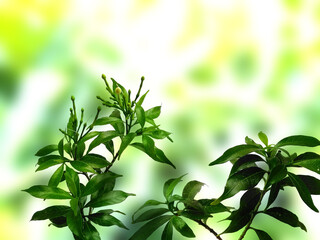 Green leaf background. Beautiful and fresh background. Green plant on blur background.