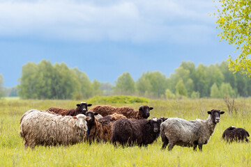 Lambs and sheep green grass