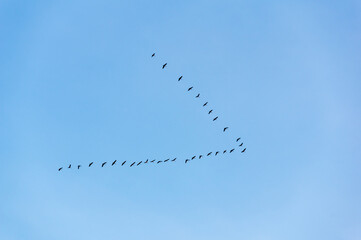 Migrant crane flying to south for winter 