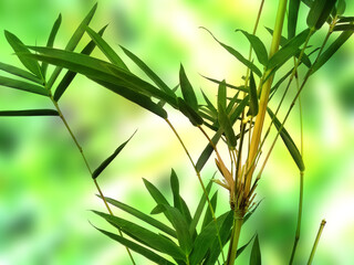 Fototapeta premium Green leaf background. Beautiful and fresh background. Green plant on blur background.