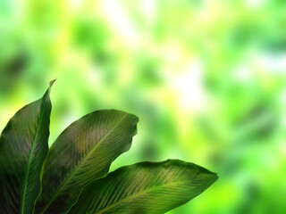 Green leaf background. Beautiful and fresh background. Green plant on blur background.