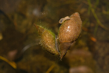 Two great pond snail in the still water of a small lake. Place for text.