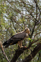 Tawny eagle or Aquila rapax feasting on Spiny tailed lizard or Uromastyx kill in his claws perched on branch of tree at tal chhapar sanctuary, rajasthan, India
