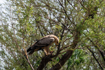 Tawny eagle or Aquila rapax feasting on Spiny tailed lizard or Uromastyx kill in his claws perched on branch of tree at tal chhapar sanctuary, rajasthan, India