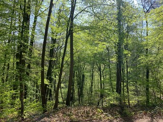 forest in spring