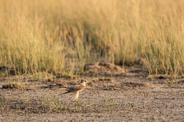 common kestrel or eurasian kestrel or falco tinnunculus ground perched at tal chhapar sanctuary, rajasthan, india
