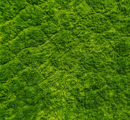 thick green carpet texture