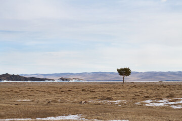Fototapeta na wymiar Lonely coniferous beautiful tree on the island of Olkhon in Siberia on the shore of Lake Baikal in early spring among dry grass and snow on a mountain background during sunset.