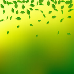 Falling green leaves. Fresh tea chaotic leaves fly