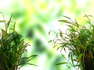 Green leaf background. Beautiful and fresh background. Green plant on blur background.