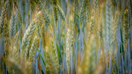Kornfeld Makro