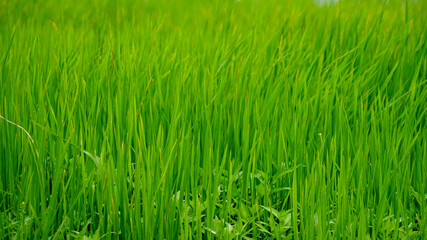 green grass background