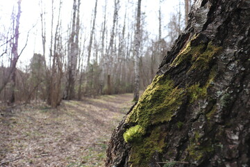 moss on a tree