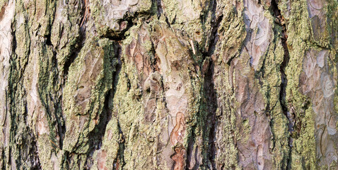 Tree bark. High detailed fragment of tree bark.