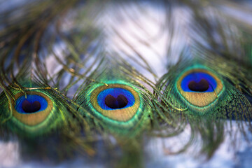 three peacock feathers close up on a blurry blue background