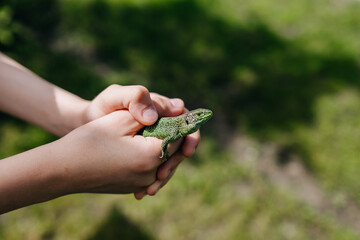 Child holding a lizard in hands in the park.