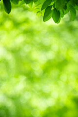 Fototapeta na wymiar Nature of green leaf in garden at summer. Natural green leaves plants using as spring background cover page greenery environment ecology wallpaper
