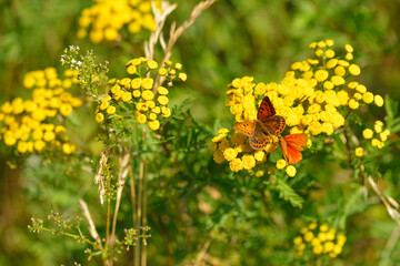 Großer Feuerfalter (Lycaena dispar) Weibchen und Männchen