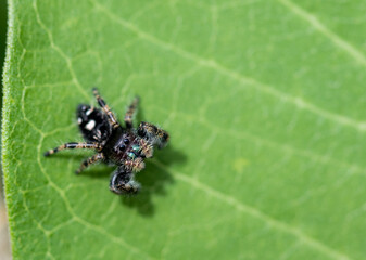 Jumping spider closeup macro on a Common Milkweed leaf