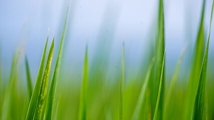 green grass background