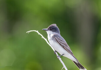 Eastern Kingbird, Tyrannus tyrannus, perched on gray branched against vivid clean green background
