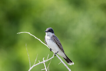 Eastern Kingbird, Tyrannus tyrannus, perched on gray branched against vivid clean green background