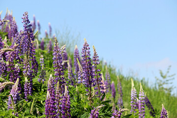 Colorful lupine flowers blooming on a summer mountain meadow. Wildflowers in green grass on blue sky background