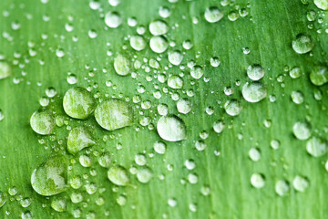 Fototapeta na wymiar Raindrops on a green leaf. Beautiful drops of transparent rain water on a green leaf macro.
