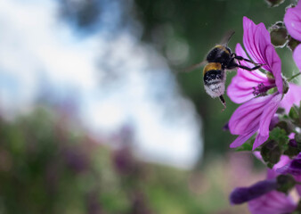 Close-up of a flying bumblebee almost landing on a pink purple malva flower to collect nectar and pollen