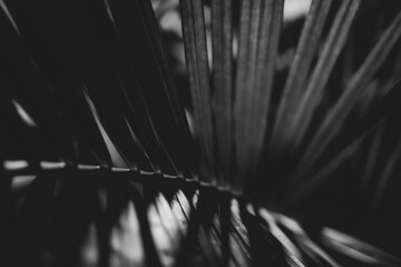 Obraz premium Black and white photo of a tropical tree leaf close-up in the dark